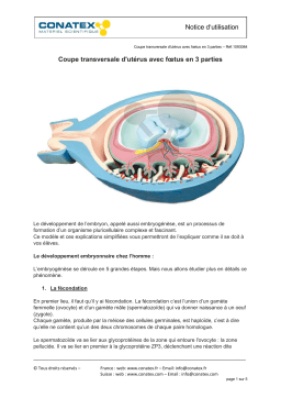 Conatex Coupe transversale d'utérus avec fœtus en 3 parties Manuel du propriétaire