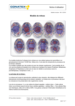 Conatex Modèle de mitose Manuel du propriétaire
