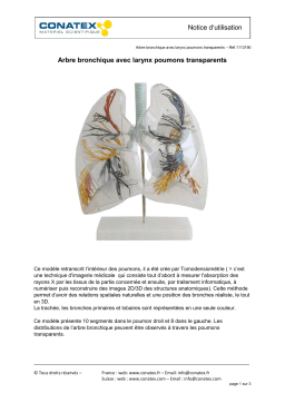 Conatex Arbre bronchique avec larynx poumons transparents Manuel du propriétaire