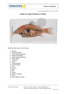 Conatex Carpe en coupe inclusion en résine Manuel du propriétaire
