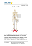 Conatex Squelette humain Eco Manuel du propri&eacute;taire
